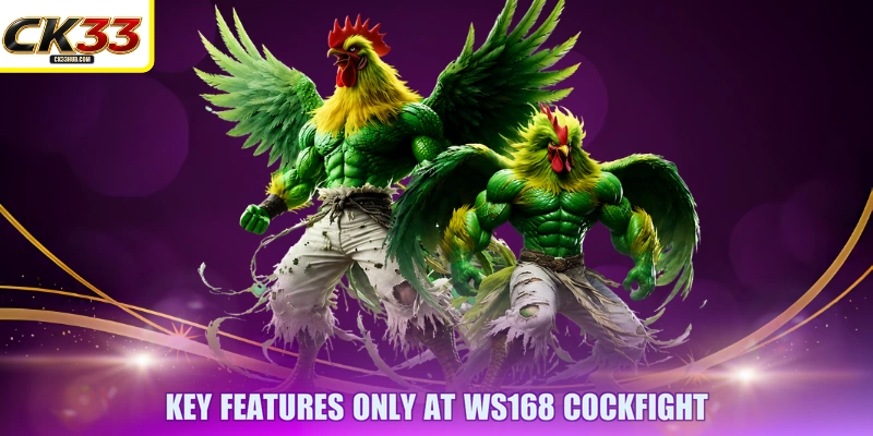 WS168 Cockfight: The Top Arena With Over 1000 Daily Matches 3 Key features only at WS168 Cockfight